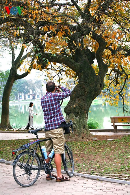 The ancient lecythidaceae trees by Hoan Kiem lake are shedding their leaves   - ảnh 12